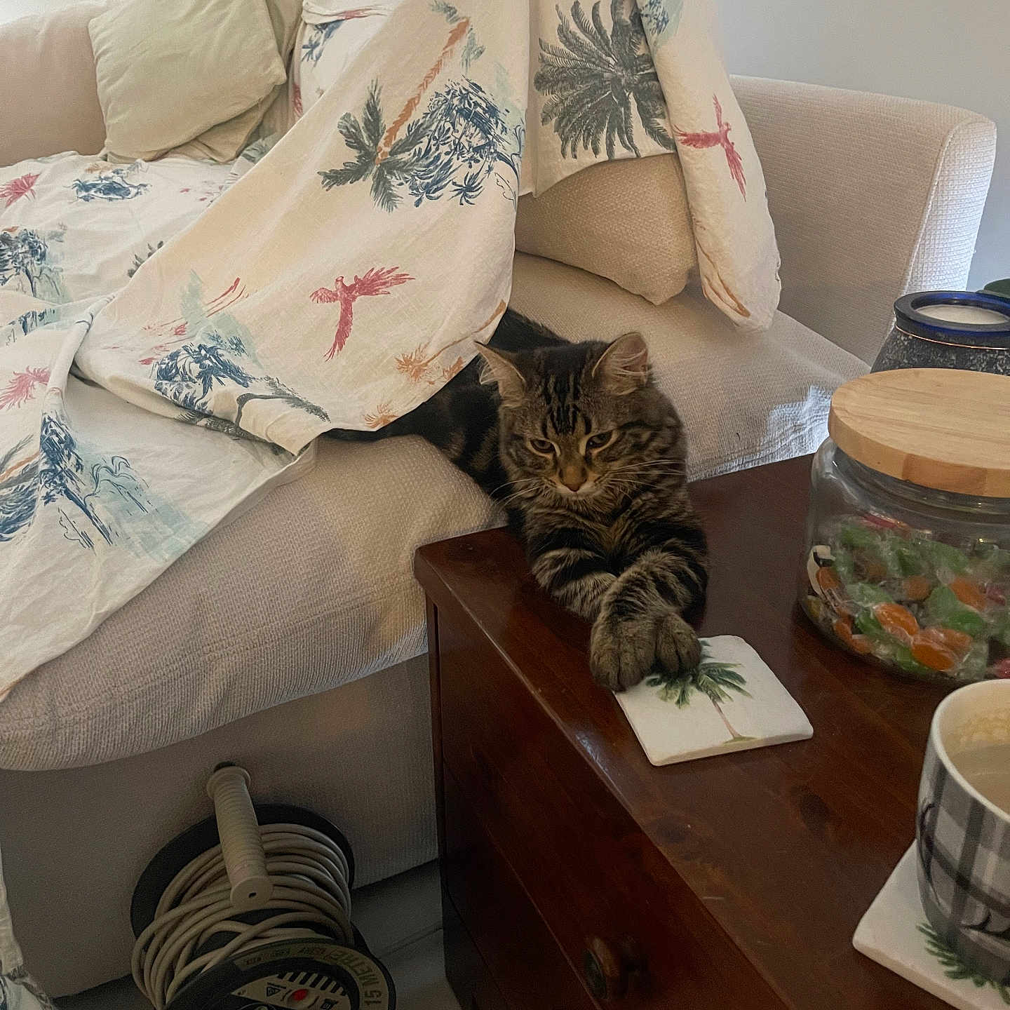 Mr Bean is registered to the contest to win money with this photo: cat, tabby_cat, couch, blanket, coaster, table, jar, candy, cup, indoor, furniture, pillow, wooden_table, relaxing, pet, domestic, decor, cord, comfort, living_room