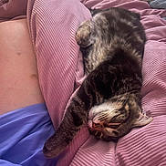 Mr Bean joined the competition — help win amazing prizes! cat, tabby_cat, sleeping, blanket, pink_blanket, person, leg, purple_shorts, indoor, cozy, relaxing, feline, pet, resting, soft_texture, closeup, companion, nap, warm, comfort