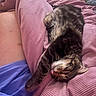 cat, tabby_cat, sleeping, blanket, pink_blanket, person, leg, purple_shorts, indoor, cozy, relaxing, feline, pet, resting, soft_texture, closeup, companion, nap, warm, comfort
