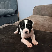 Layla is registered to the contest to win money with this photo: puppy, dog, black_and_white, young_animal, pet, indoor, sofa, couch, furniture, cute, animal, small, mammal, lying_down, domestic_animal, companion, front_paws, nose, ears, fur