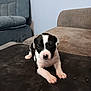 puppy, dog, black_and_white, young_animal, pet, indoor, sofa, couch, furniture, cute, animal, small, mammal, lying_down, domestic_animal, companion, front_paws, nose, ears, fur
