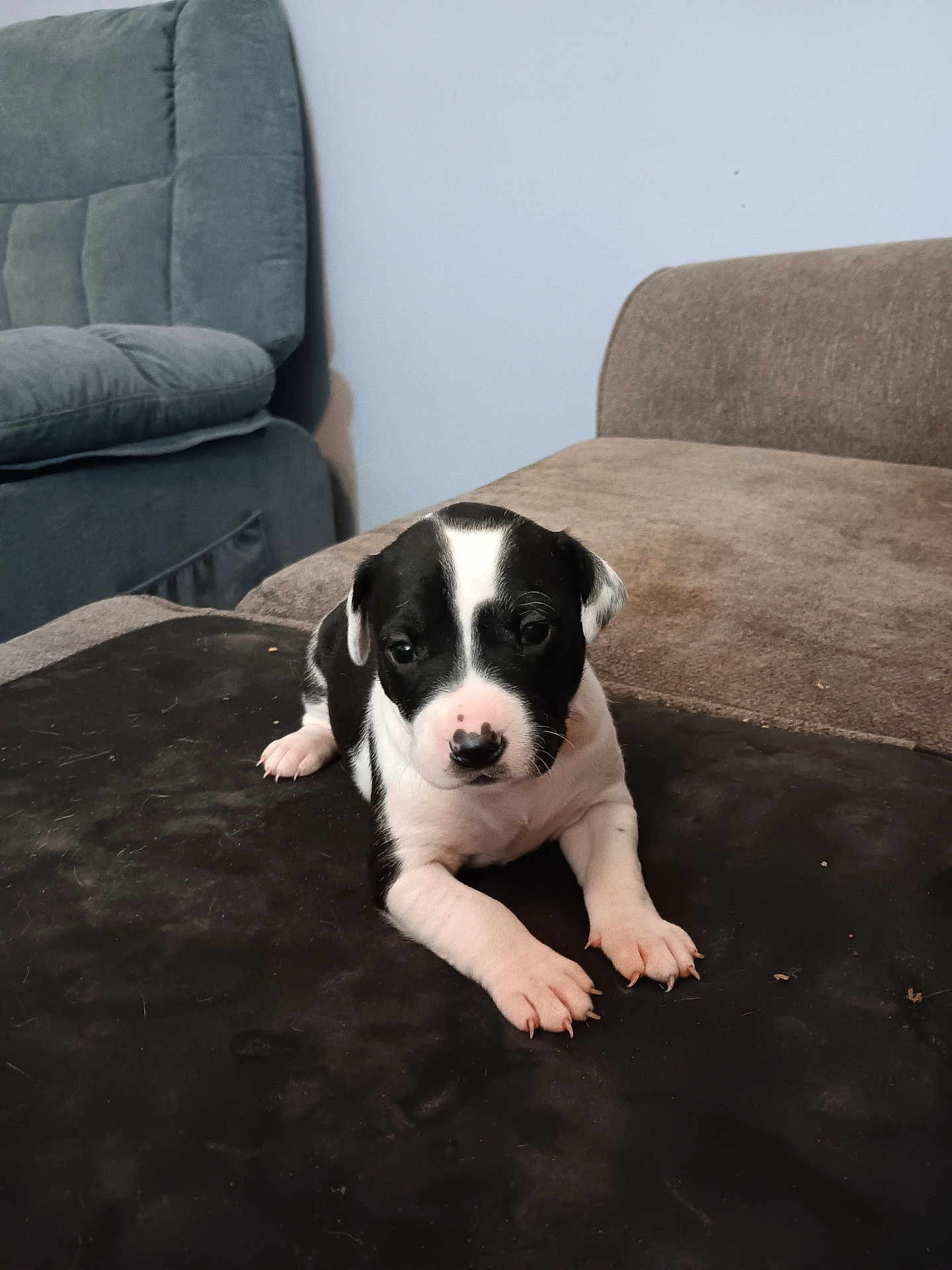 Layla is registered to the contest to win money with this photo: puppy, dog, black_and_white, young_animal, pet, indoor, sofa, couch, furniture, cute, animal, small, mammal, lying_down, domestic_animal, companion, front_paws, nose, ears, fur