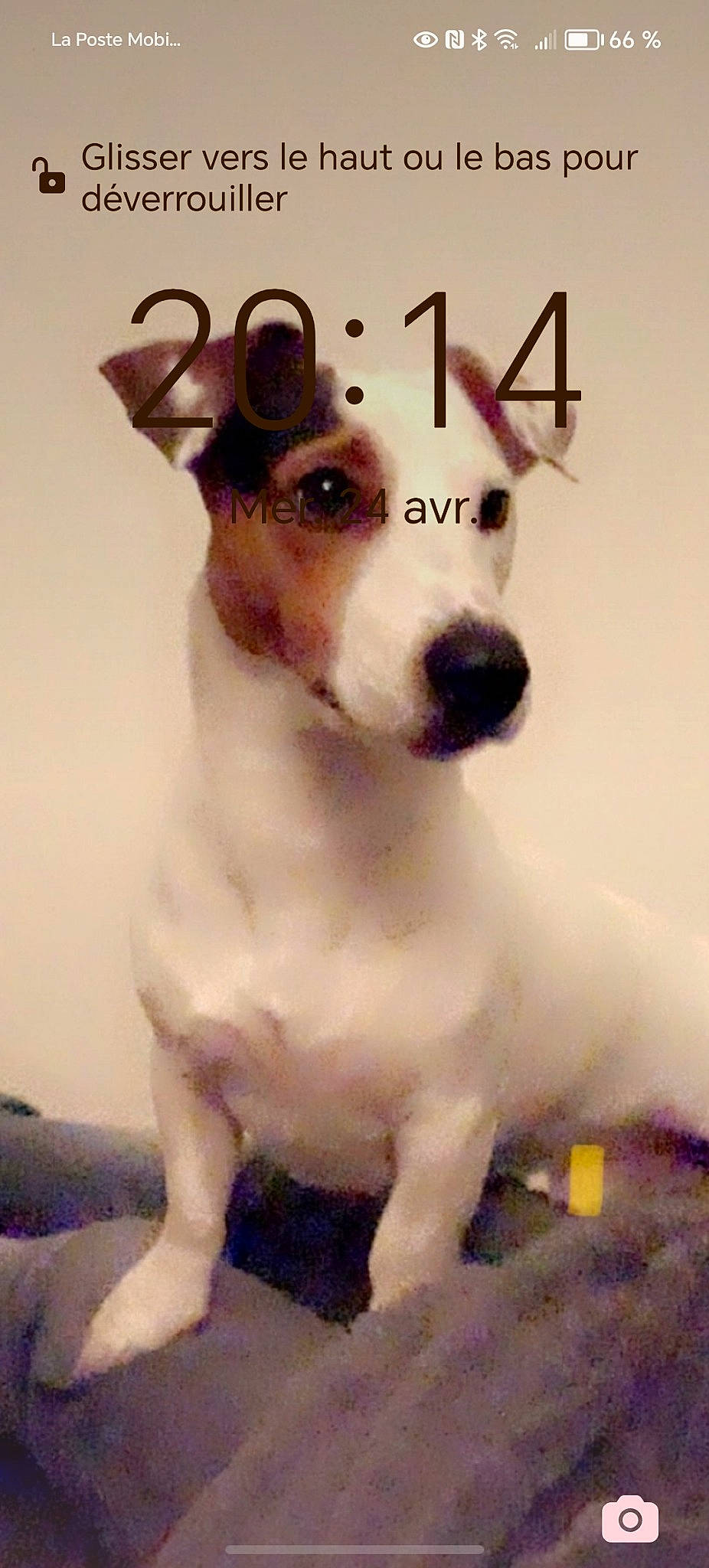 Salto participe au concours pour gagner de l'argent avec cette photo : ancient_dog_breeds, art, canidae, carnivore, collar, companion_dog, dog, dog_breed, dog_collar, ear, fawn, non_sporting_group, paw, pet_supply, photo_caption, snout, sporting_group, toy_dog, whiskers, working_animal