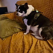 Thanos participe au concours pour gagner de l'argent avec cette photo : dog, chihuahua, pet, indoor, couch, orange_couch, green_pillow, small_dog, black_and_white, fur, sitting, cozy, home, domestic, animal, canine, furniture, resting, companion, household