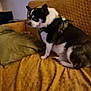 dog, chihuahua, pet, indoor, couch, orange_couch, green_pillow, small_dog, black_and_white, fur, sitting, cozy, home, domestic, animal, canine, furniture, resting, companion, household