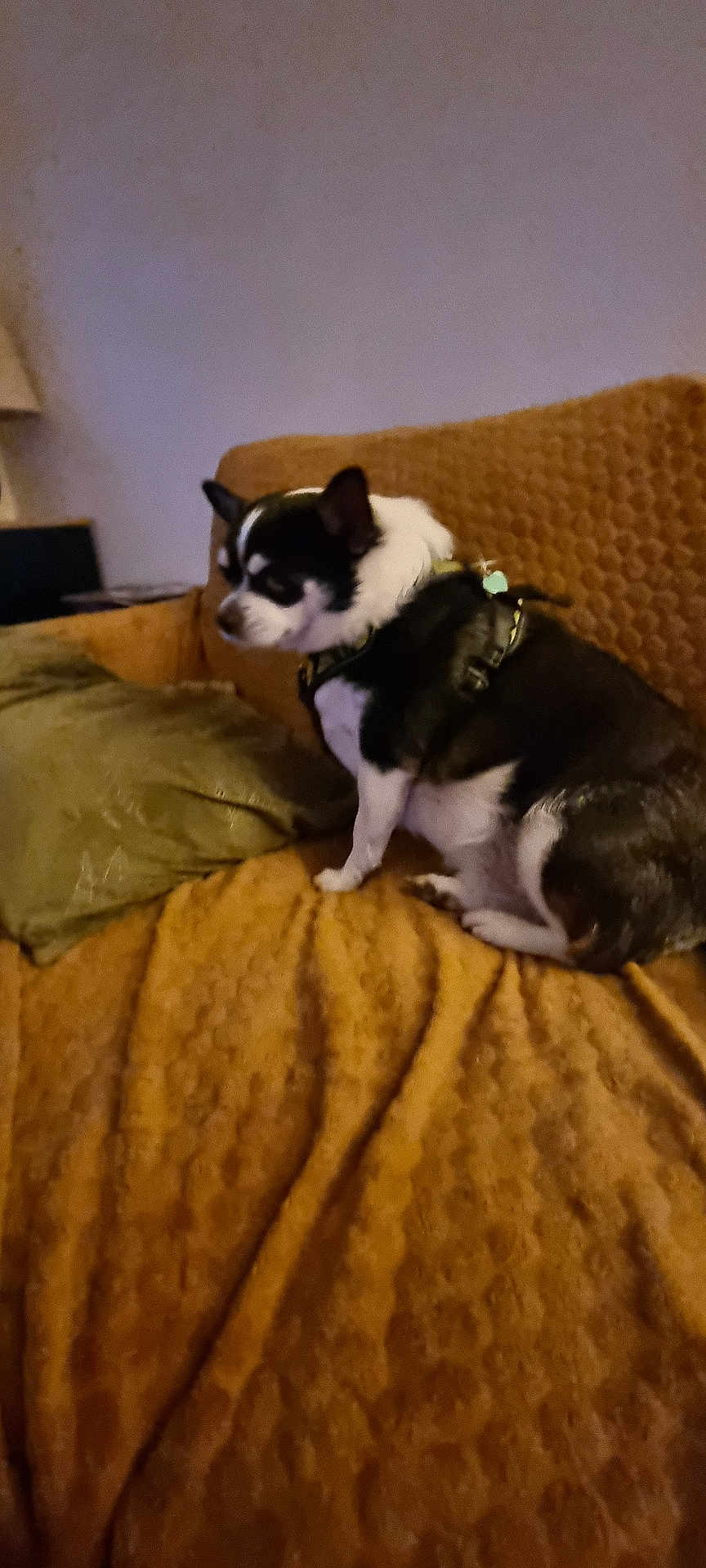 Thanos participe au concours pour gagner de l'argent avec cette photo : dog, chihuahua, pet, indoor, couch, orange_couch, green_pillow, small_dog, black_and_white, fur, sitting, cozy, home, domestic, animal, canine, furniture, resting, companion, household