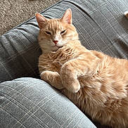 Sandy is registered to the contest to win money with this photo: animal, carpet, cat, closeup, couch, cozy, cute, domestic, feline, fluffy, furniture, indoor, orange_tabby, paw, pet, relaxed, resting, sleepy, slippers, texture
