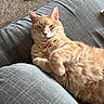 animal, carpet, cat, closeup, couch, cozy, cute, domestic, feline, fluffy, furniture, indoor, orange_tabby, paw, pet, relaxed, resting, sleepy, slippers, texture