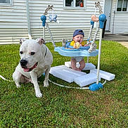 Ryder joined the competition — help win amazing prizes! baby, dog, grass, backyard, jumper, toy, cap, house, window, door, playtime, sunny, pet, child, outdoor, smiling, animal, greenery, fun, happy