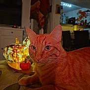 Kuki a rejoint le concours — aidez-le/la à gagner de superbes lots ! animal, cat, closeup, cozy, decor, domestic_cat, ears, fall_decor, furniture, glass_pumpkin, home, indoor, lighting, orange_tabby, pattern, pet, relaxed, table, warm_light, whiskers