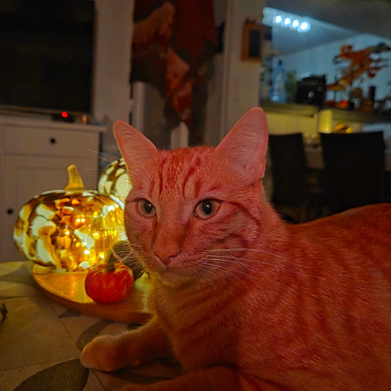 Kuki a rejoint le concours — aidez-le/la à gagner de superbes lots ! animal, cat, closeup, cozy, decor, domestic_cat, ears, fall_decor, furniture, glass_pumpkin, home, indoor, lighting, orange_tabby, pattern, pet, relaxed, table, warm_light, whiskers