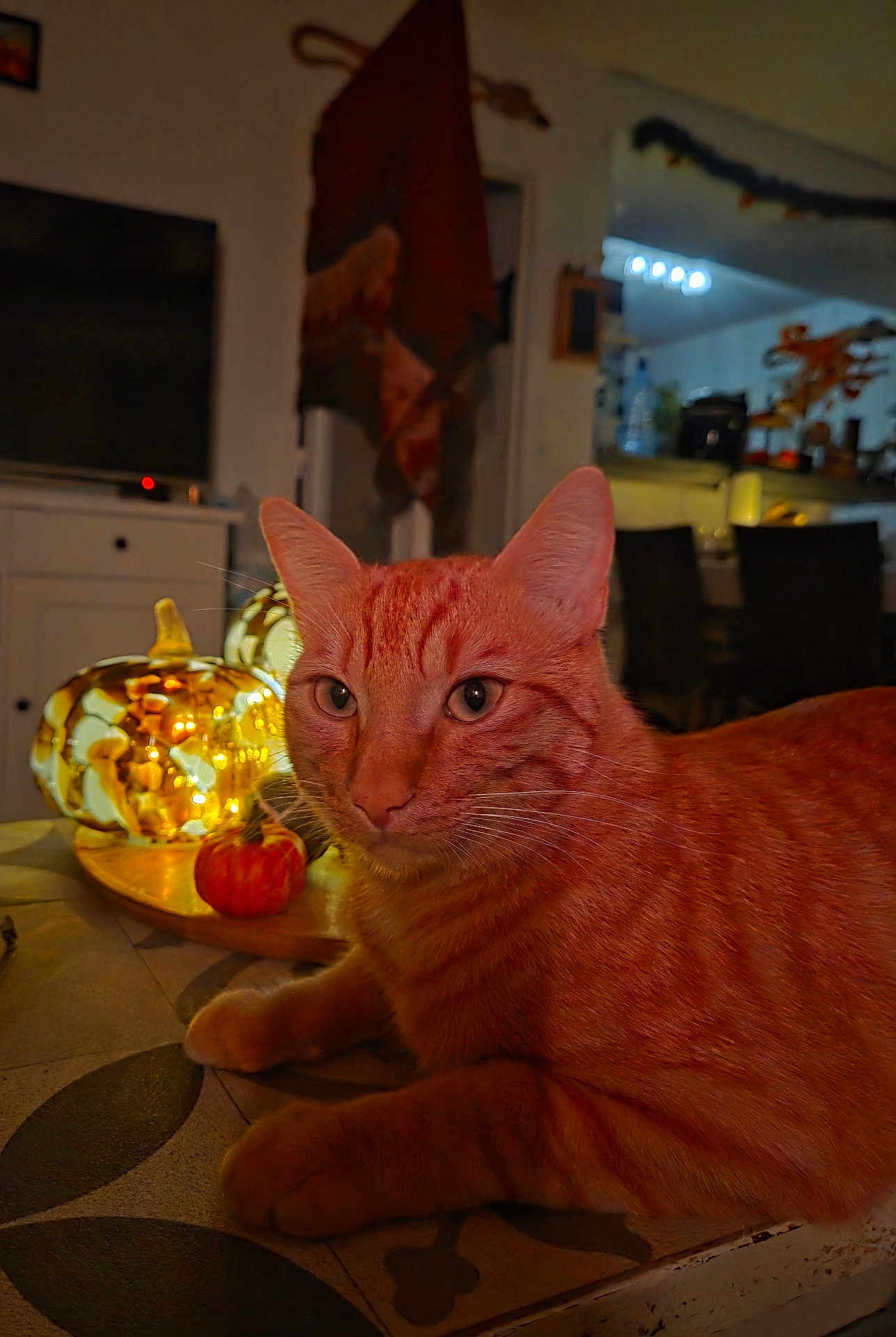 Kuki a rejoint le concours — aidez-le/la à gagner de superbes lots ! animal, cat, closeup, cozy, decor, domestic_cat, ears, fall_decor, furniture, glass_pumpkin, home, indoor, lighting, orange_tabby, pattern, pet, relaxed, table, warm_light, whiskers