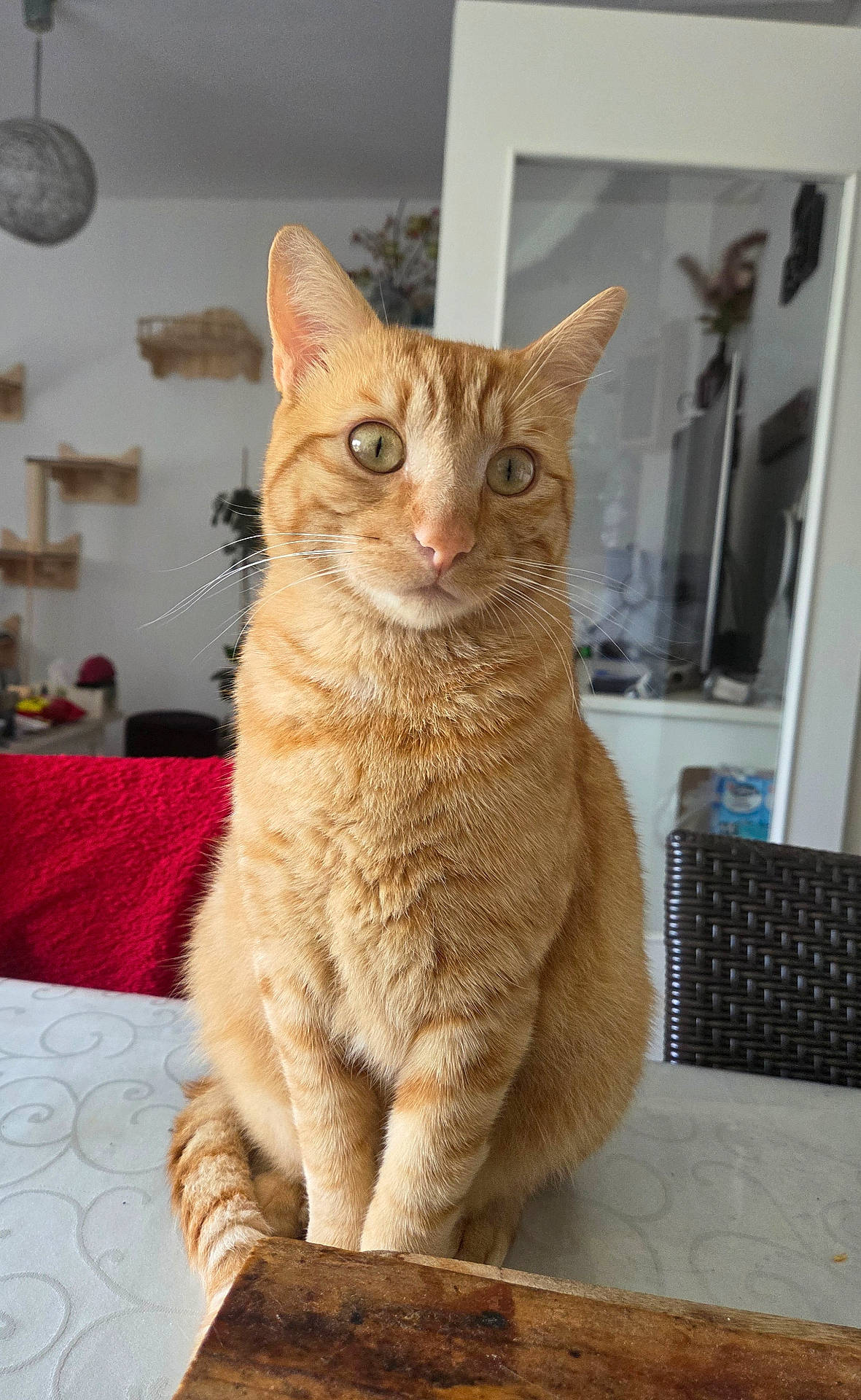 animal, cat, cozy, curious, domestic, ears, eyes, feline, fur, furniture, ginger_cat, home, indoor, pet, portrait, red_blanket, table, tail, whiskers, wooden_surface