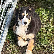 Rio a rejoint le concours — aidez-le/la à gagner de superbes lots ! dog, puppy, grass, metal_fence, blue_eyes, tricolor_fur, pet, outdoor, portrait, muzzle, front_paws, ears, fur, dirt, sunlight, shadow, looking_at_camera, resting, cute, young