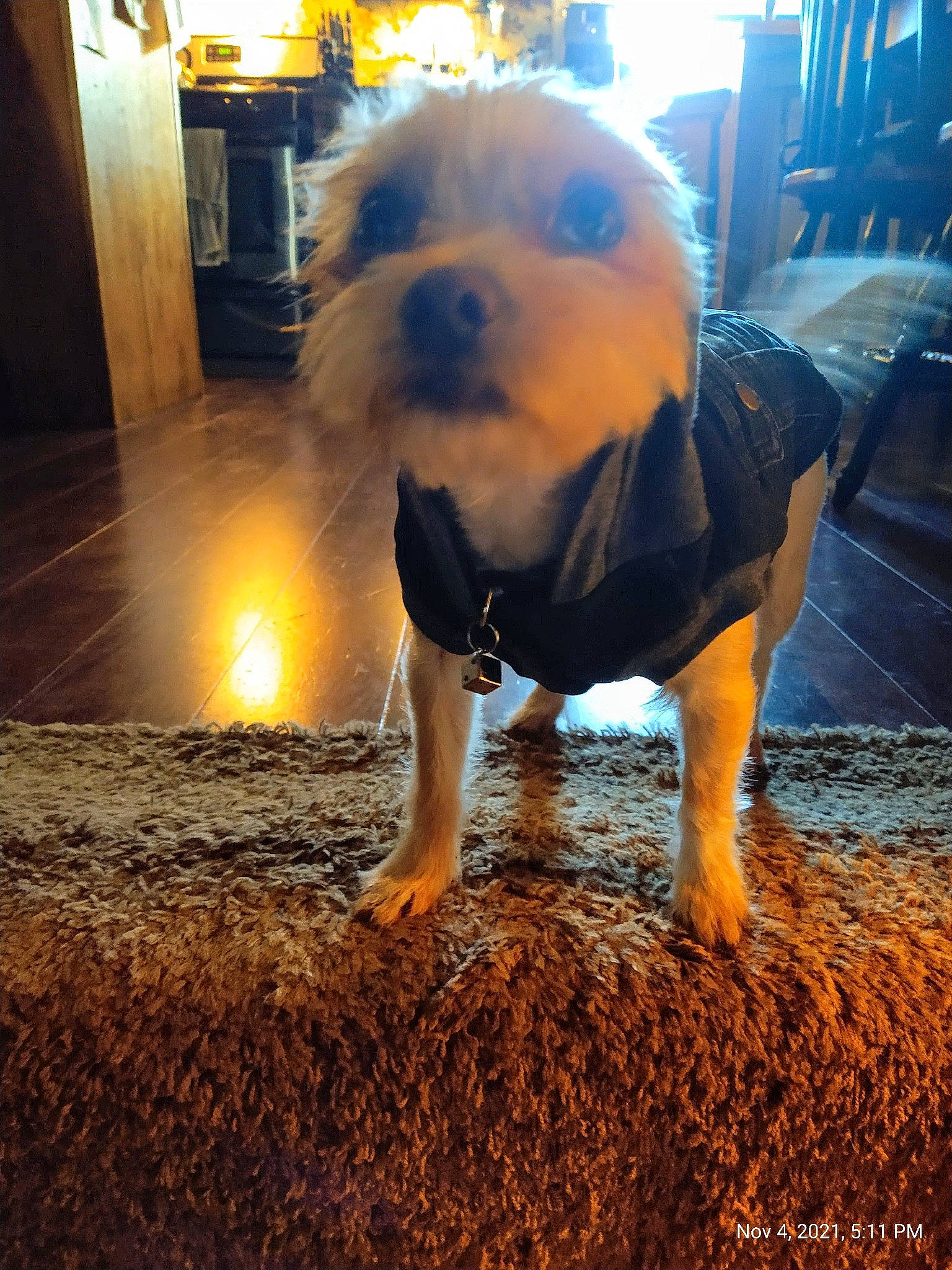 Skeeter joined the competition — help win amazing prizes! carnivore, companion_dog, dog, dog_breed, dog_clothes, dog_supply, electric_blue, fawn, floor, flooring, fur, road_surface, small_terrier, snout, soil, sporting_group, t_shirt, terrier, toy_dog, wood