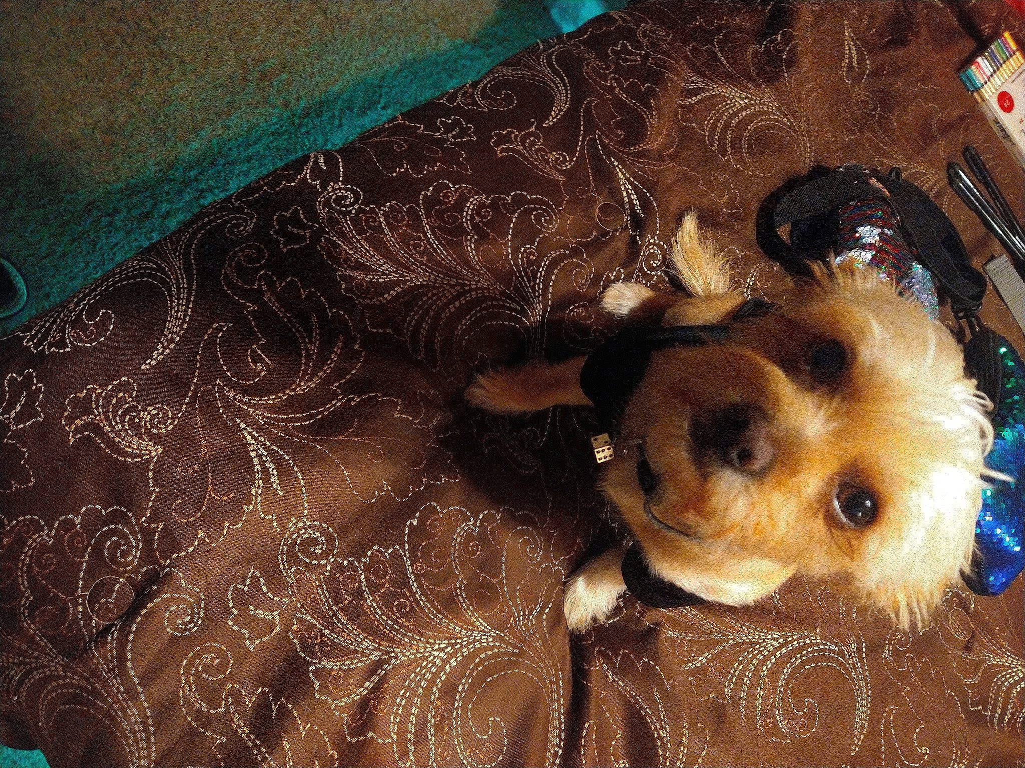 Skeeter joined the competition — help win amazing prizes! art, canidae, carnivore, circle, companion_dog, dog, dog_breed, dog_supply, electric_blue, event, fashion_accessory, fawn, fur, pattern, snout, sporting_group, sunglasses, toy_dog, visual_arts, working_animal