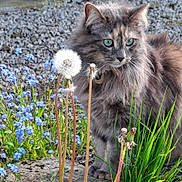 Tokyo a rejoint le concours — aidez-le/la à gagner de superbes lots ! animal, blue_flowers, cat, close_up, curious, dandelion, dandelion_seed_head, feline, flora, fluffy_fur, garden, grass, gray_cat, green_eyes, nature, outdoor, pet, plants, rock, spring