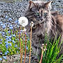 animal, blue_flowers, cat, close_up, curious, dandelion, dandelion_seed_head, feline, flora, fluffy_fur, garden, grass, gray_cat, green_eyes, nature, outdoor, pet, plants, rock, spring