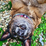Louna a rejoint le concours — aidez-le/la à gagner de superbes lots ! dog, canine, pet, fur, smiling, outdoor, greenery, plants, rocks, collar, brown_fur, teeth, ears, grass, nature, animal, happy, lying_down, close_up, playful