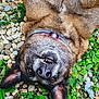 dog, canine, pet, fur, smiling, outdoor, greenery, plants, rocks, collar, brown_fur, teeth, ears, grass, nature, animal, happy, lying_down, close_up, playful