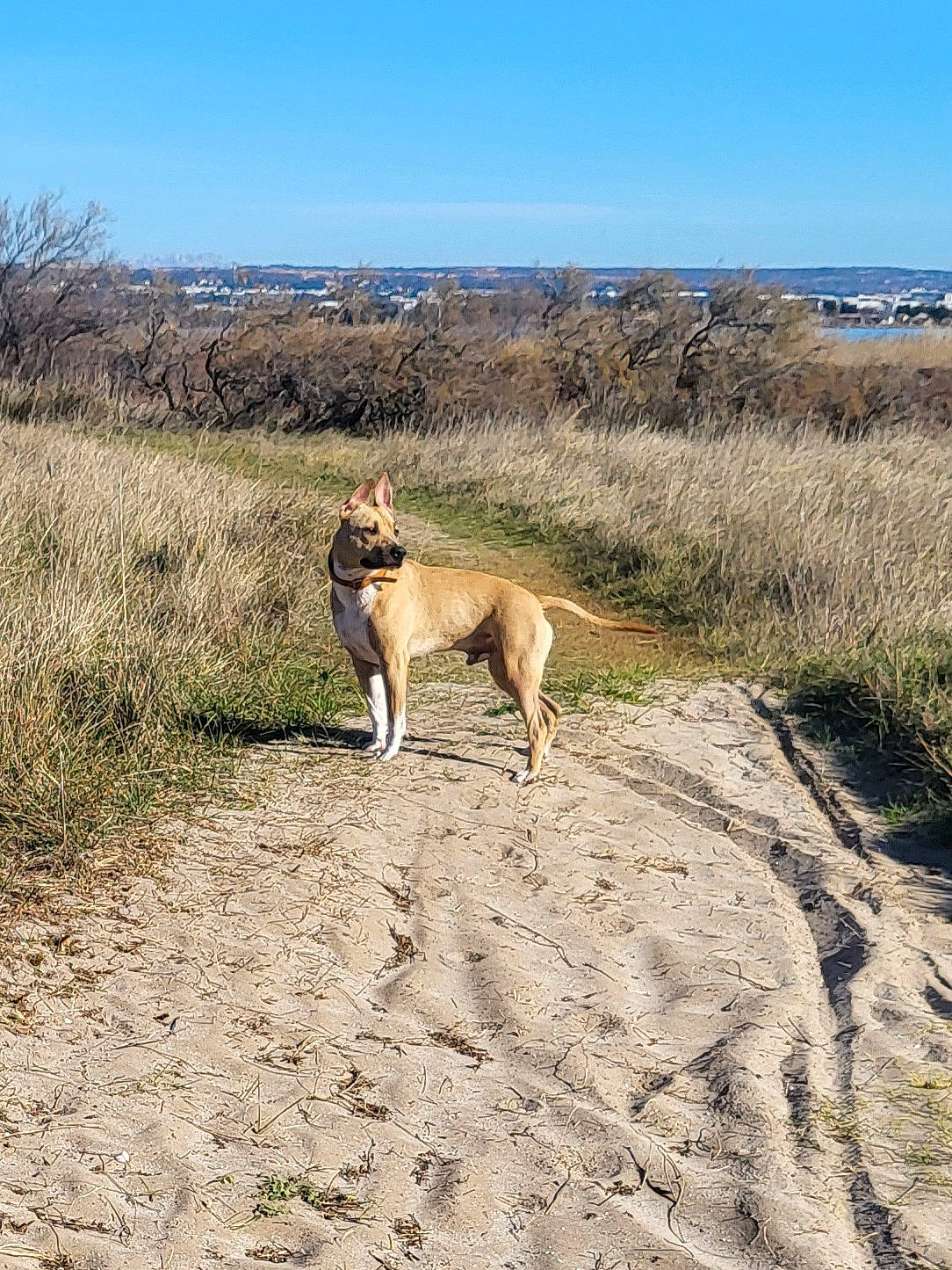 Usko a rejoint le concours — aidez-le/la à gagner de superbes lots ! canidae, carnivore, dirt_road, dog, dog_breed, fawn, grass, grassland, landscape, plant, prairie, road, sand, shrubland, sky, soil, sporting_group, steppe, tail, wildlife