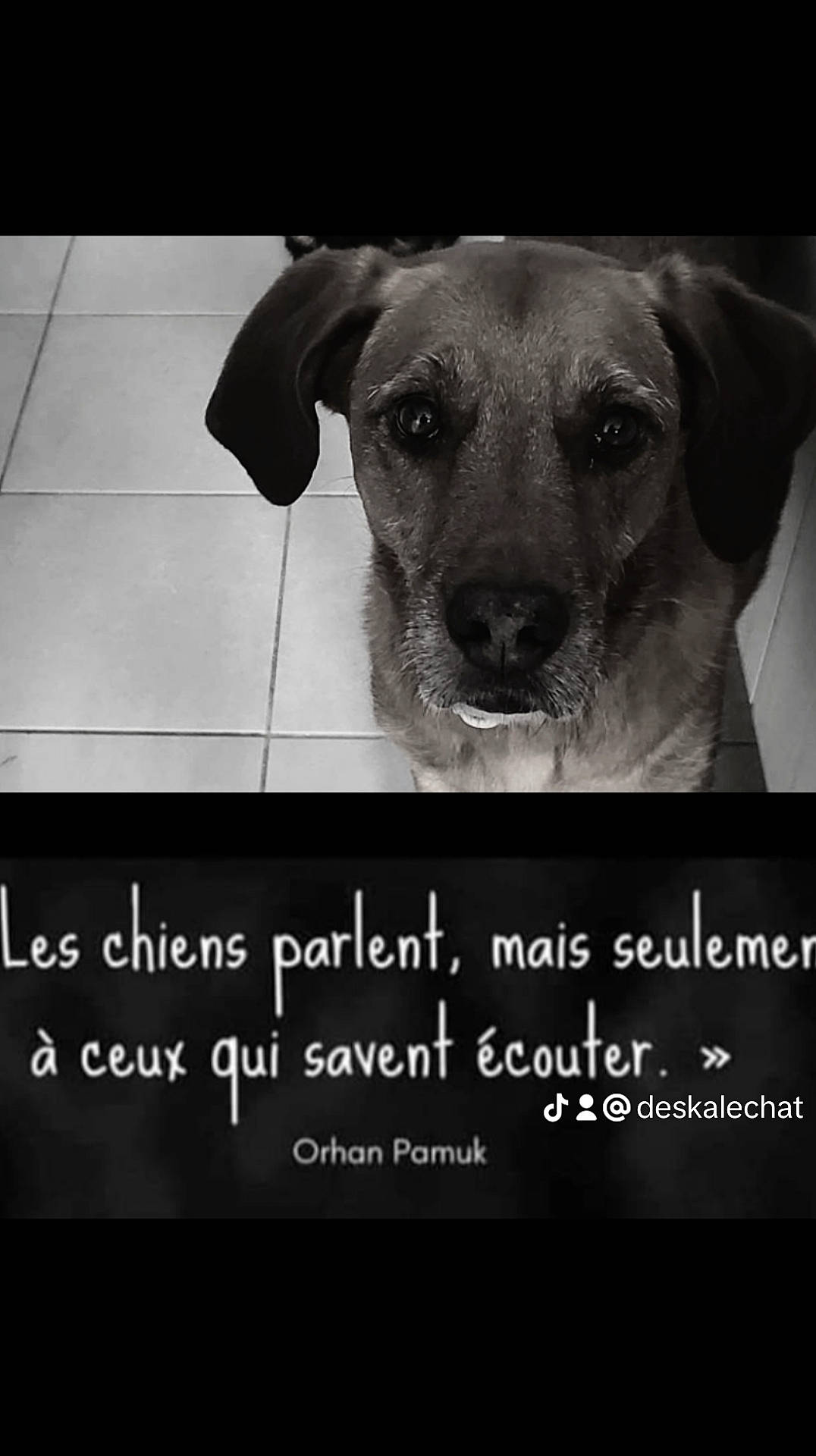 Prisca participe au concours pour gagner de l'argent avec cette photo : ancient_dog_breeds, carnivore, companion_dog, darkness, dog, dog_breed, fawn, font, fur, happy, monochrome, monochrome_photography, photo_caption, photography, sporting_group, still_life_photography, stock_photography, terrestrial_animal, whiskers, working_animal