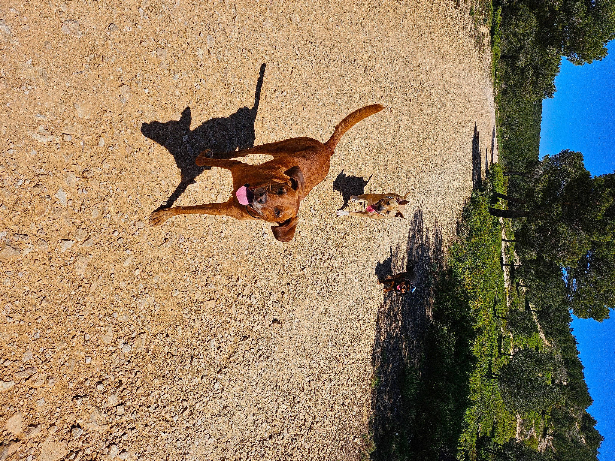 Prisca a rejoint le concours — aidez-le/la à gagner de superbes lots ! canidae, carnivore, dog, dog_breed, fawn, landscape, leash, plant, sand, shadow, sky, slope, soil, sporting_group, tail, terrestrial_animal, tree, trunk, wildlife, wood