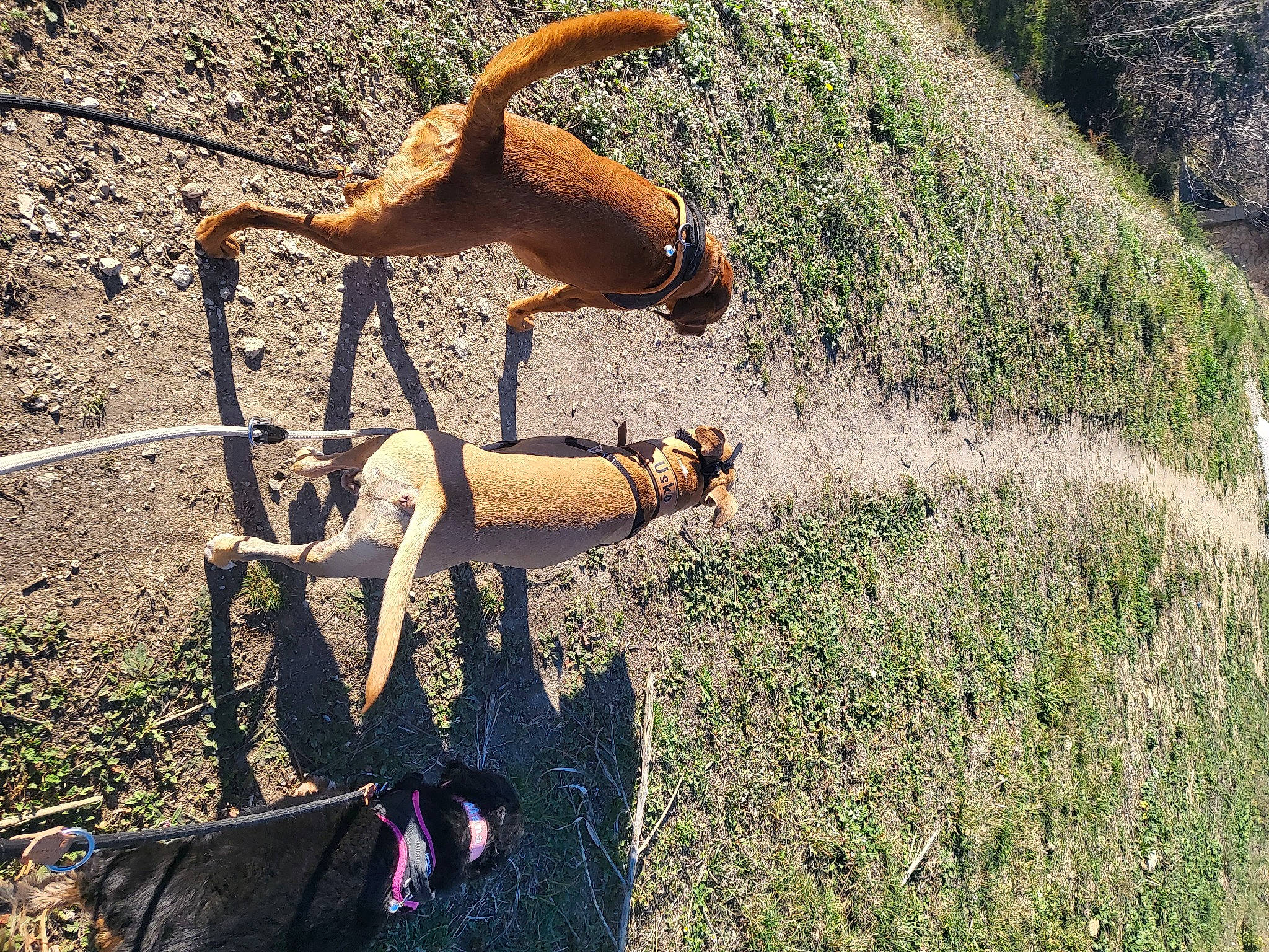 Mana a rejoint le concours — aidez-le/la à gagner de superbes lots ! antelope, deer, eyewear, fawn, field, grass, grass_family, grassland, human_leg, landscape, pasture, people_in_nature, plant, prairie, shadow, soil, tail, terrestrial_animal, wildlife, wood