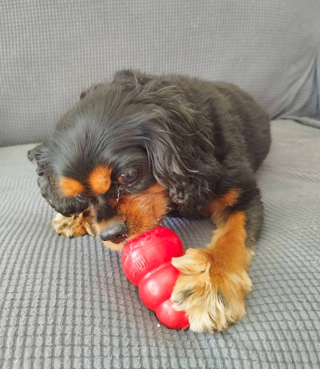 Mana a rejoint le concours — aidez-le/la à gagner de superbes lots ! canidae, carnivore, cavalier_king_charles_spaniel, companion_dog, dog, dog_breed, dog_supply, fawn, fur, king_charles_spaniel, liver, pekingese, pet_supply, puppy, snout, spaniel, sporting_group, tibetan_spaniel, toy_dog, working_animal