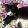 cat, black_and_white, flowers, purple, white, whiskers, close_up, pet, nature, flora, soft_focus, fur, relaxed, cute, animal, portrait, indoor, still_life, peaceful