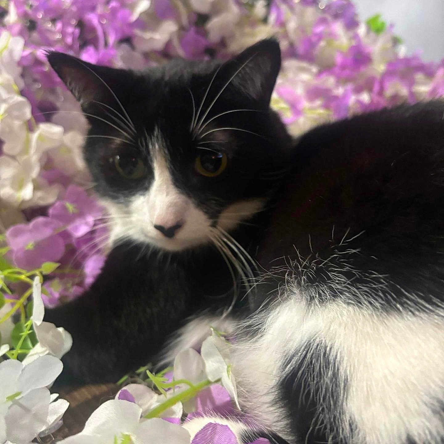 Harley joined the competition — help win amazing prizes! animal, black_and_white, cat, close_up, cute, flora, flowers, fur, indoor, nature, peaceful, pet, portrait, purple, relaxed, soft_focus, still_life, whiskers, white