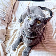 Tommy joined the competition — help win amazing prizes! animal, bed, blanket, cat, close_up, collar, curious, domestic_animal, feline, fur, gray_cat, indoor, looking_up, pet, relaxed, resting, sleepy, soft_light, whiskers, yellow_eyes