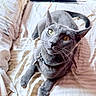 animal, bed, blanket, cat, close_up, collar, curious, domestic_animal, feline, fur, gray_cat, indoor, looking_up, pet, relaxed, resting, sleepy, soft_light, whiskers, yellow_eyes