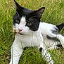 cat, black_and_white, grass, outdoor, animal, pet, whiskers, nature, fur, relaxed, closeup, greenery, mammal, cute, playful, lying_down, daylight, young_cat, pink_nose, curious