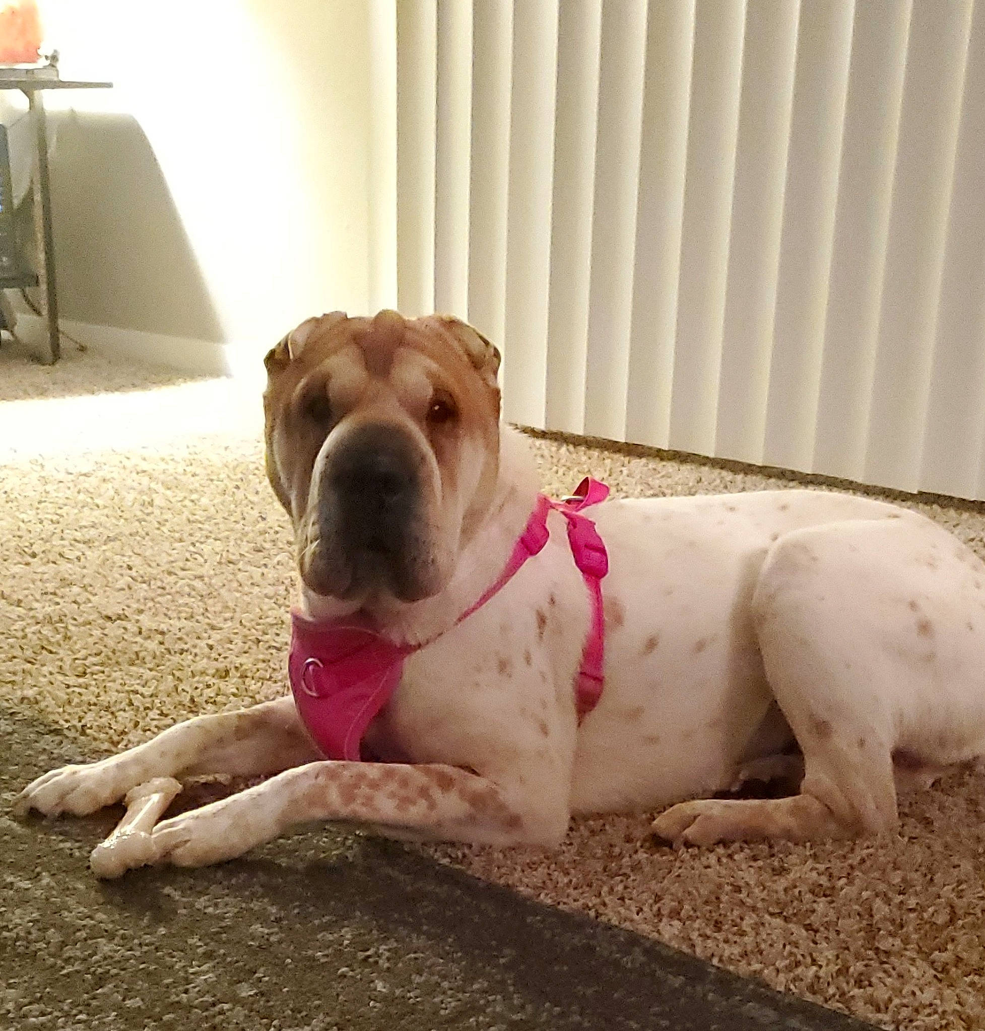 Beatrice joined the competition — help win amazing prizes! bulldog, canidae, carnivore, collar, companion_dog, dog, dog_breed, dog_collar, dog_supply, fawn, flooring, non_sporting_group, paw, pet_supply, snout, sporting_group, working_animal, working_dog, wrinkle