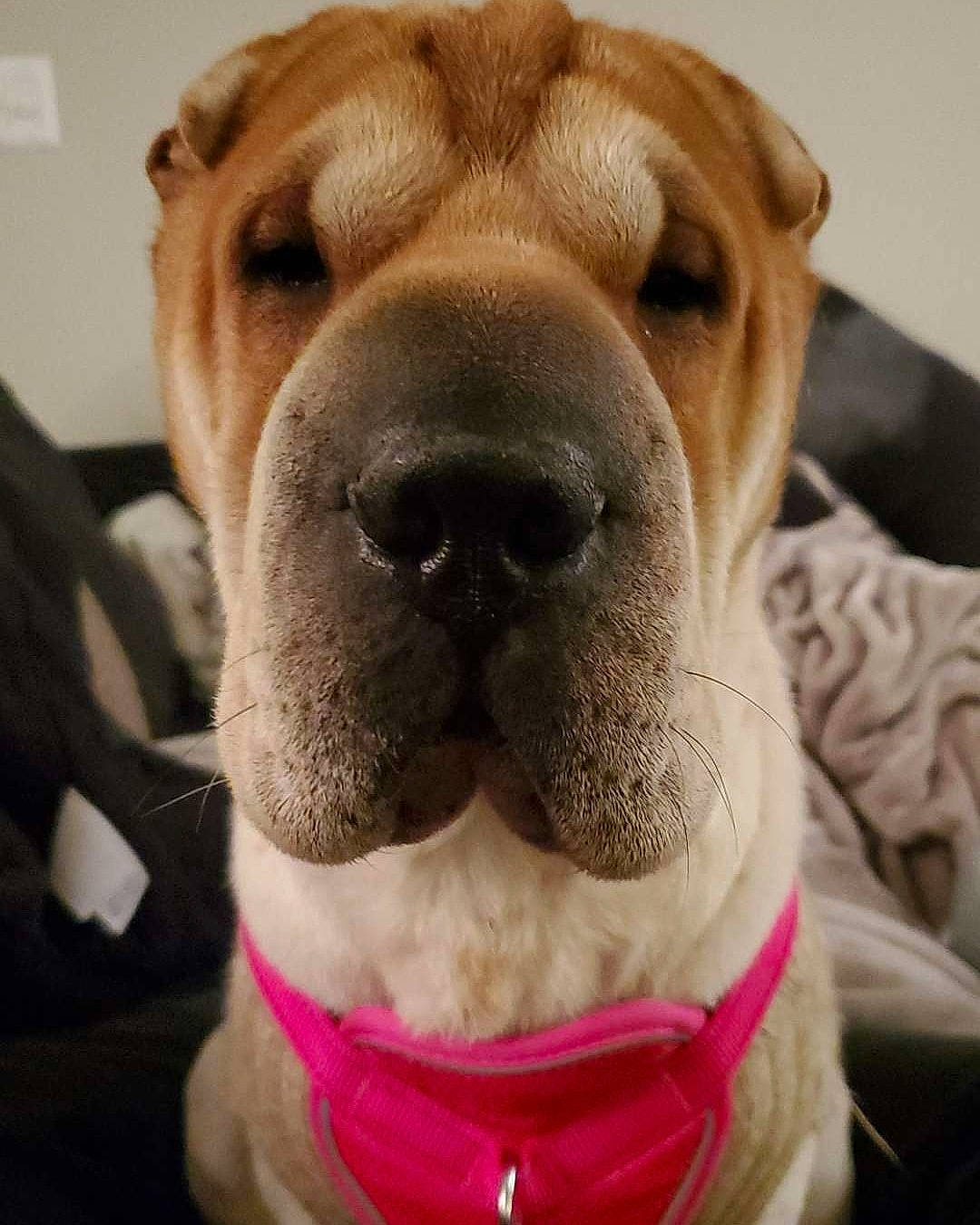 Beatrice is registered to the contest to win money with this photo: carnivore, collar, companion_dog, dog, dog_breed, dog_collar, ear, fawn, fur, head, jaw, liver, nose, puppy_love, selfie, snout, sporting_group, whiskers, working_animal, wrinkle