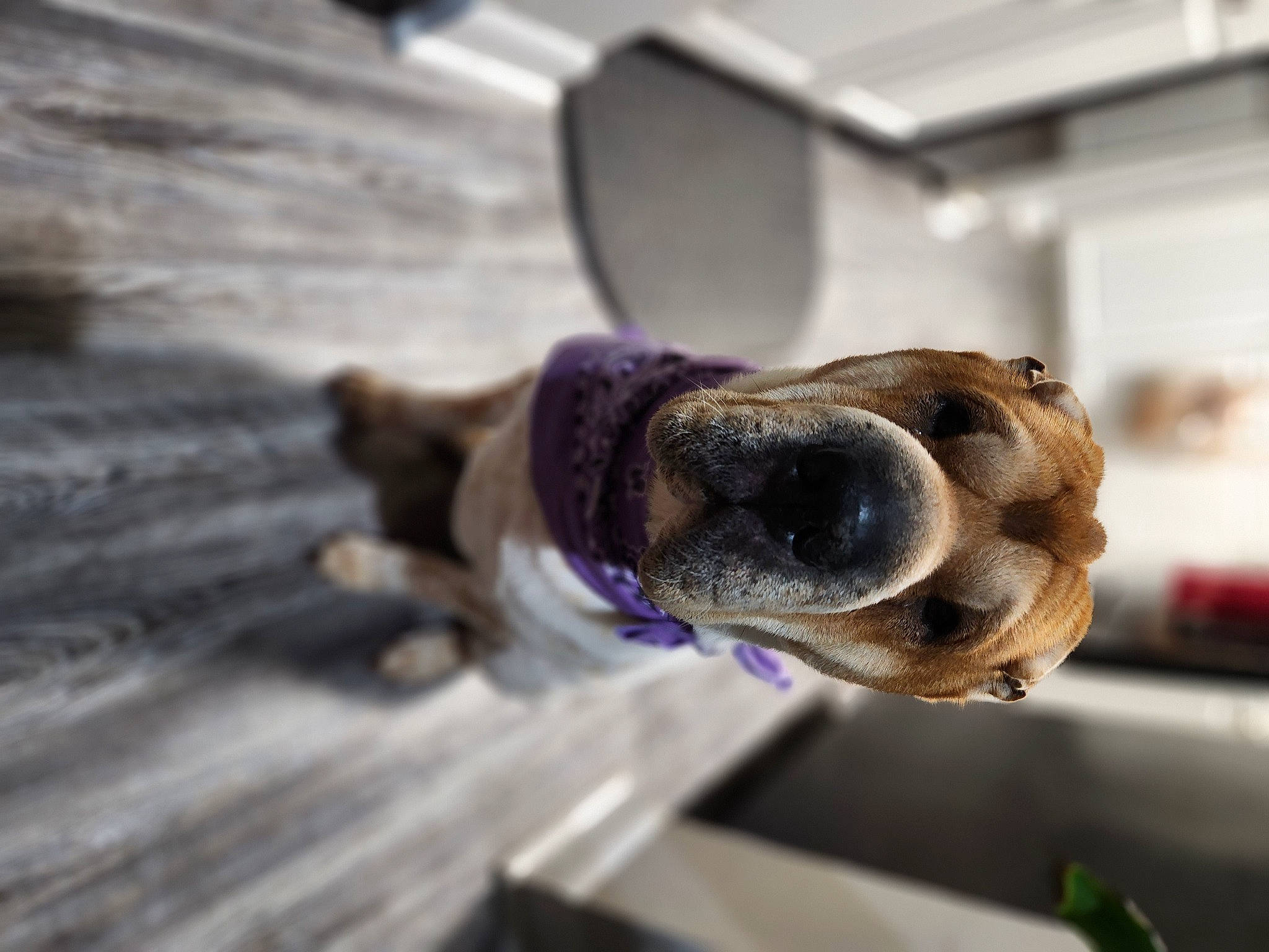 Beatrice joined the competition — help win amazing prizes! canidae, carnivore, collar, companion_dog, dog, dog_breed, fawn, flooring, fur, hardwood, non_sporting_group, pet_supply, snout, sporting_group, water, whiskers, wood, working_animal