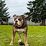 dog, grass, outdoor, toy, fence, tree, cloudy_sky, pet, canine, muzzle, collar, paw, field, nature, animal, standing, alert, brown, white, black