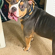 Goku is registered to the contest to win money with this photo: dog, canine, pet, tongue_out, bandana, carpet, indoor, brown, black, white, happy, looking_back, ears, floor, blanket, doorway, animal, fur, muzzle, collar