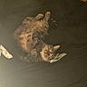 animal, cat, collar, cozy, cute, dark_background, domestic_cat, feline, fur, indoor, lying_down, pet, relaxed, resting, sleeping, soft_lighting, striped, tabby_cat, tissues, whiskers