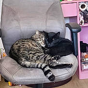 Prometheus joined the competition — help win amazing prizes! cat, tabby_cat, black_cat, chair, office_chair, sleeping, cuddle, pets, indoor, feline, fur, resting, cozy, companion, domestic_animal, animal, home, comfort, relaxation, cute