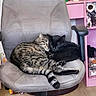 animal, black_cat, cat, chair, comfort, companion, cozy, cuddle, cute, domestic_animal, feline, fur, home, indoor, office_chair, pets, relaxation, resting, sleeping, tabby_cat