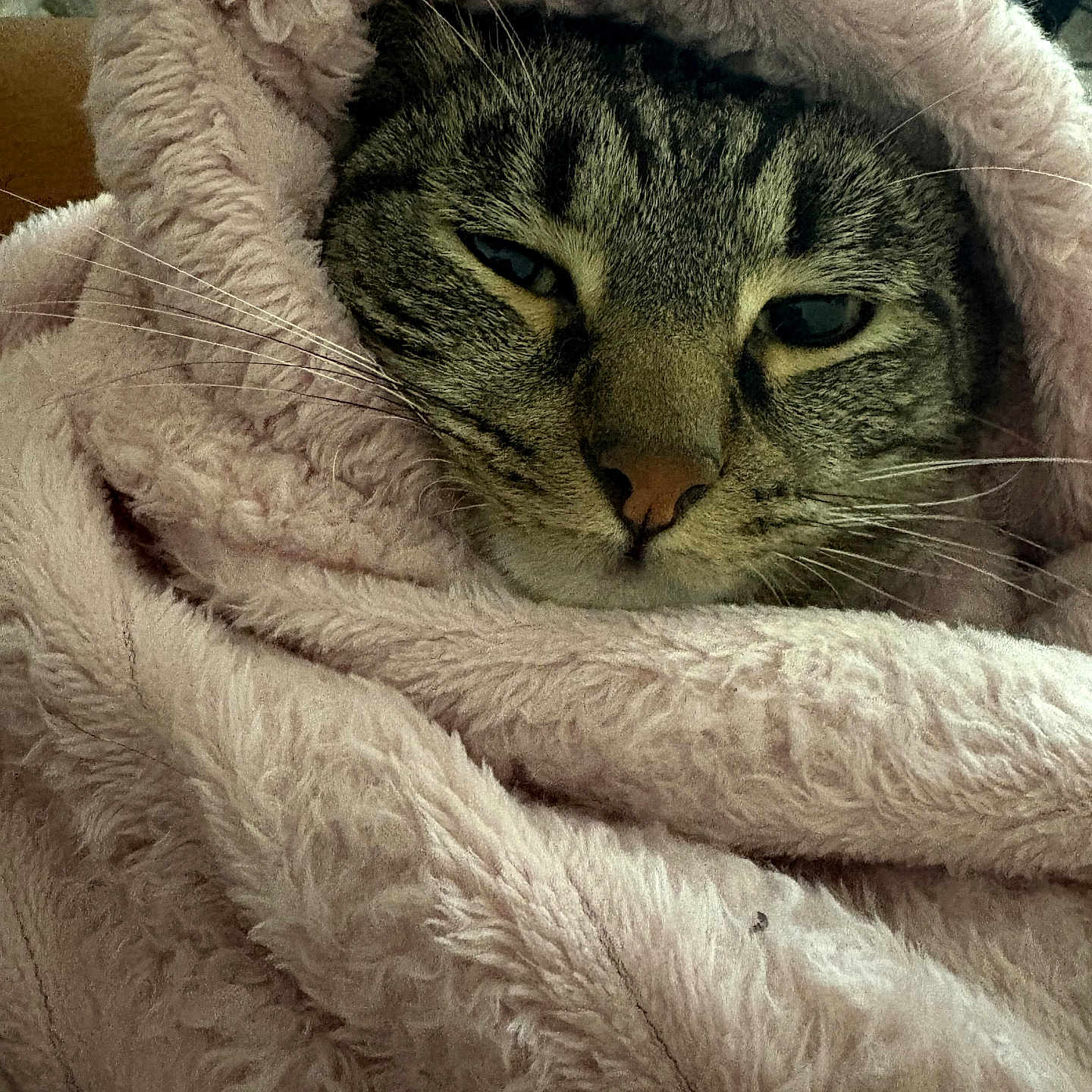 Prometheus joined the competition — help win amazing prizes! cat, tabby, blanket, cozy, fur, pet, animal, whiskers, face, sleepy, indoors, soft, cute, relaxed, resting, pink, texture, warm, comfort, wrapped