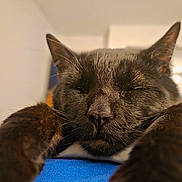 Gizmo is registered to the contest to win money with this photo: animal, black_cat, blurred_background, cat, close_up, cozy, ears, feline, fur, indoor, nose, paws, pet, portrait, relaxed, resting, sleeping, snout, soft_lighting, whiskers