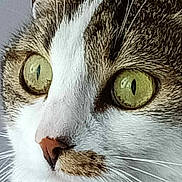 Capucine a rejoint le concours — aidez-le/la à gagner de superbes lots ! cat, close_up, face, eyes, whiskers, fur, pet, animal, domestic, curious, muzzle, nose, white, brown, tabby, portrait, indoor, detail, macro, feline