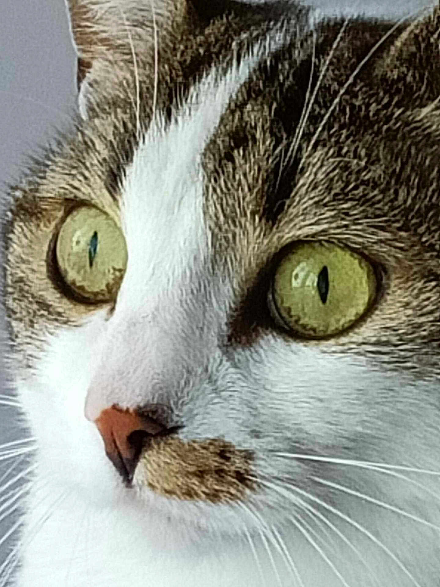 Capucine a rejoint le concours — aidez-le/la à gagner de superbes lots ! cat, close_up, face, eyes, whiskers, fur, pet, animal, domestic, curious, muzzle, nose, white, brown, tabby, portrait, indoor, detail, macro, feline