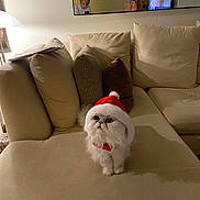 Randall joined the competition — help win amazing prizes! animal, cat, christmas, couch, cozy, festive, fluffy, holiday, home, indoors, lamp, living_room, persian_cat, pet, pillows, portrait, santa_hat, sitting, sofa, white_cat