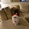 animal, cat, christmas, couch, cozy, festive, fluffy, holiday, home, indoors, lamp, living_room, persian_cat, pet, pillows, portrait, santa_hat, sitting, sofa, white_cat