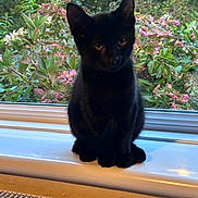 Ozzy joined the competition — help win amazing prizes! animal, black_cat, cat, curiosity, daylight, ears, feline, flowers, fur, greenery, home, indoor, nature, pet, plants, quiet, sitting, whiskers, window, windowsill