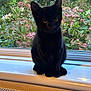 animal, black_cat, cat, curiosity, daylight, ears, feline, flowers, fur, greenery, home, indoor, nature, pet, plants, quiet, sitting, whiskers, window, windowsill